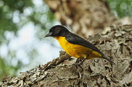 Image de Ploceus bicolor bicolor Vieillot 1819