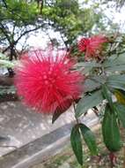 Imagem de Calliandra medellinensis Britton & Killip