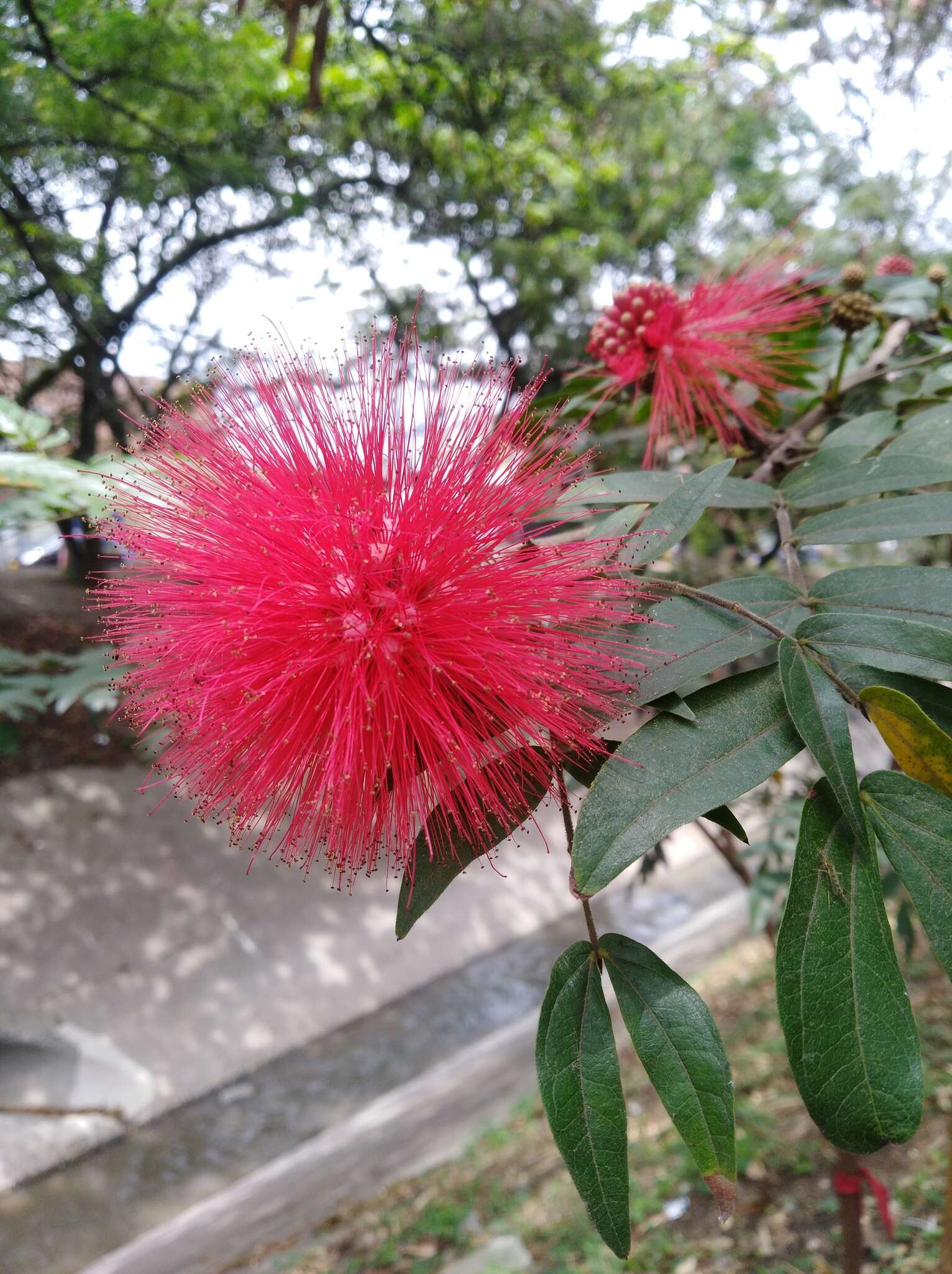 Image of Calliandra medellinensis Britton & Killip