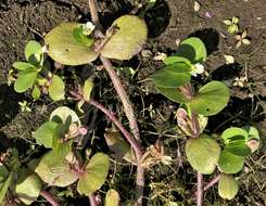 Image of disk waterhyssop