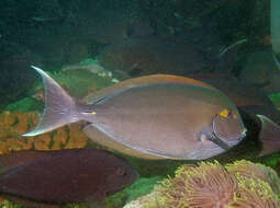 Image of Bleeker's Surgeonfish