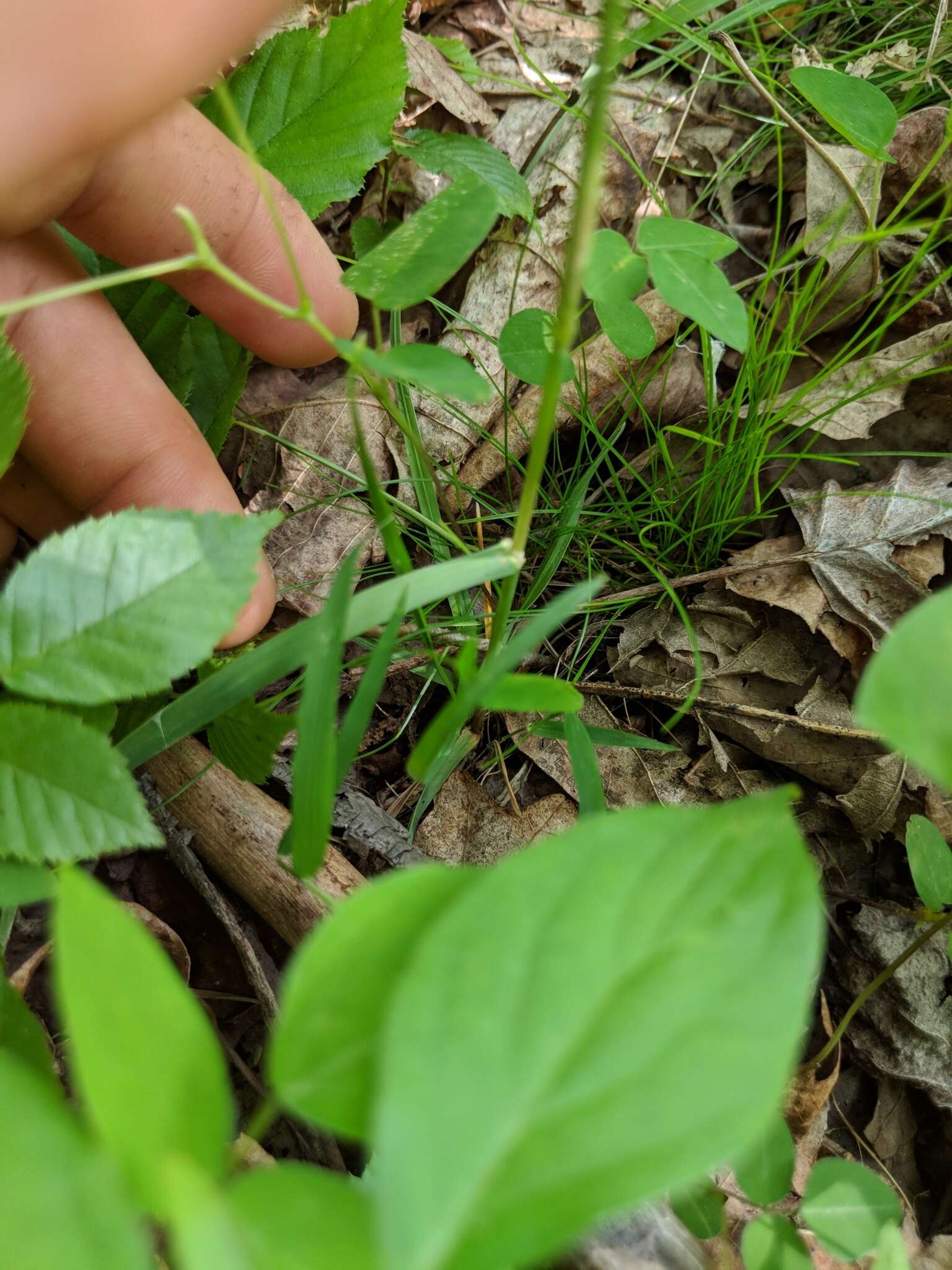 Image of oldpasture bluegrass