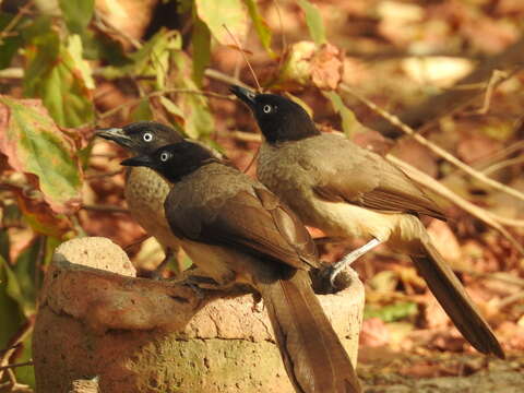 Image of Blackcap Babbler