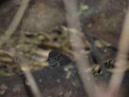 Image of North Island Robin