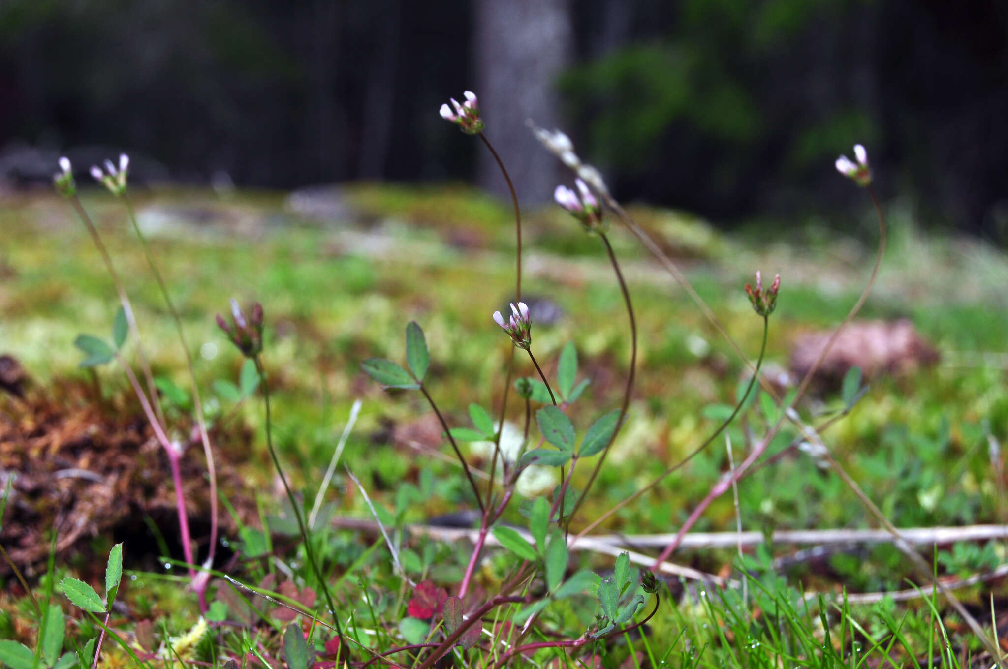 Image of fewflower clover