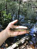 Sivun Esox americanus americanus kuva