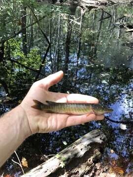 Sivun Esox americanus americanus kuva