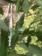 Image of Green Parrot Snake