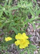 Image of Hibbertia saligna R. Br. ex DC.