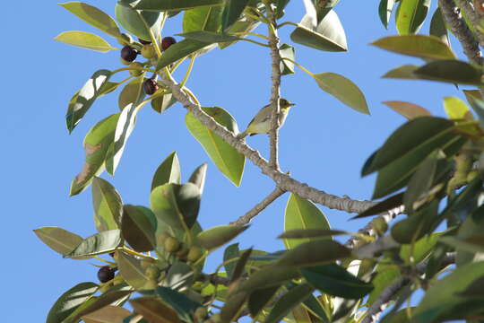 Image of Western Silvereye