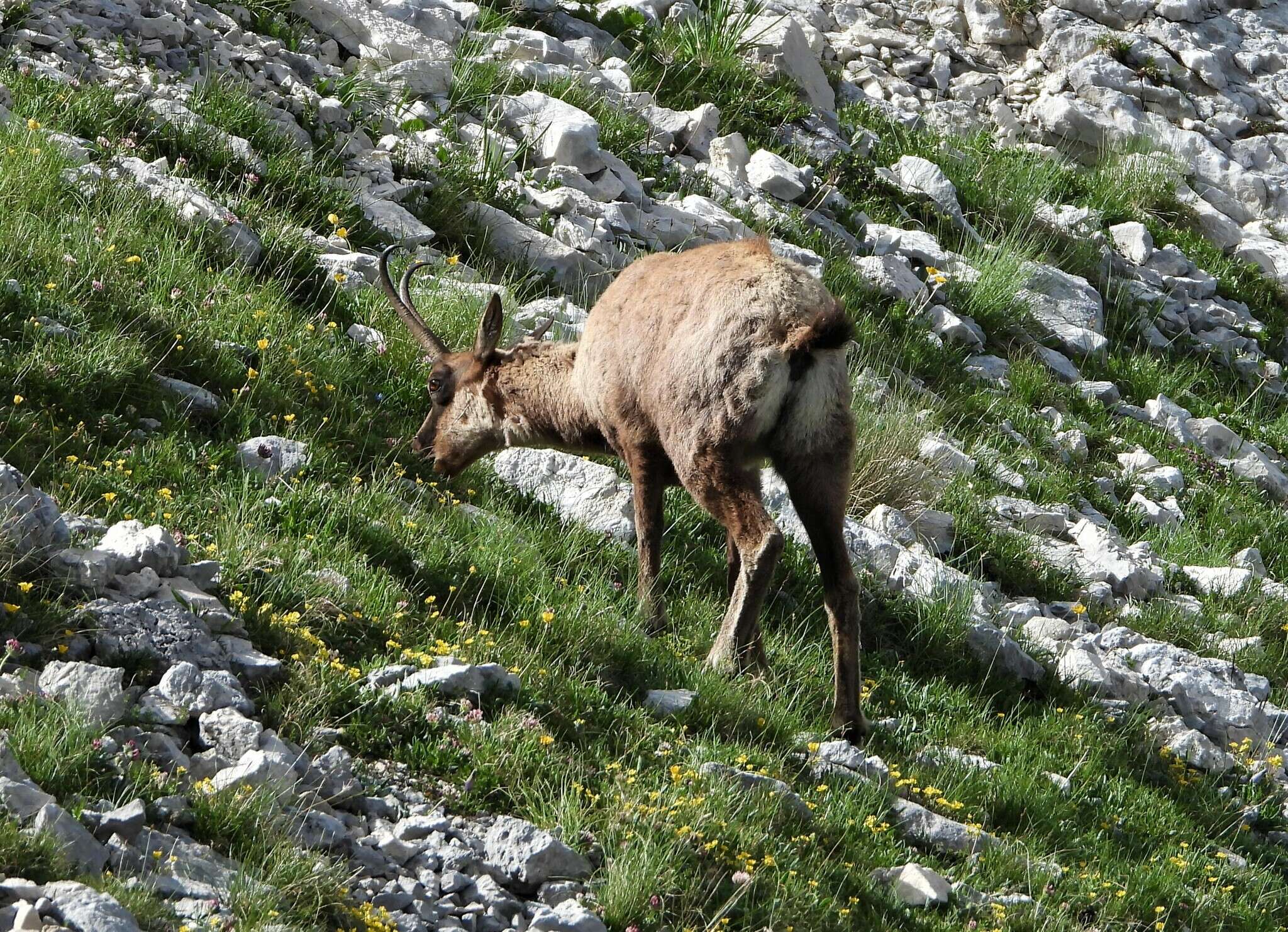 Image of Apennine chamois