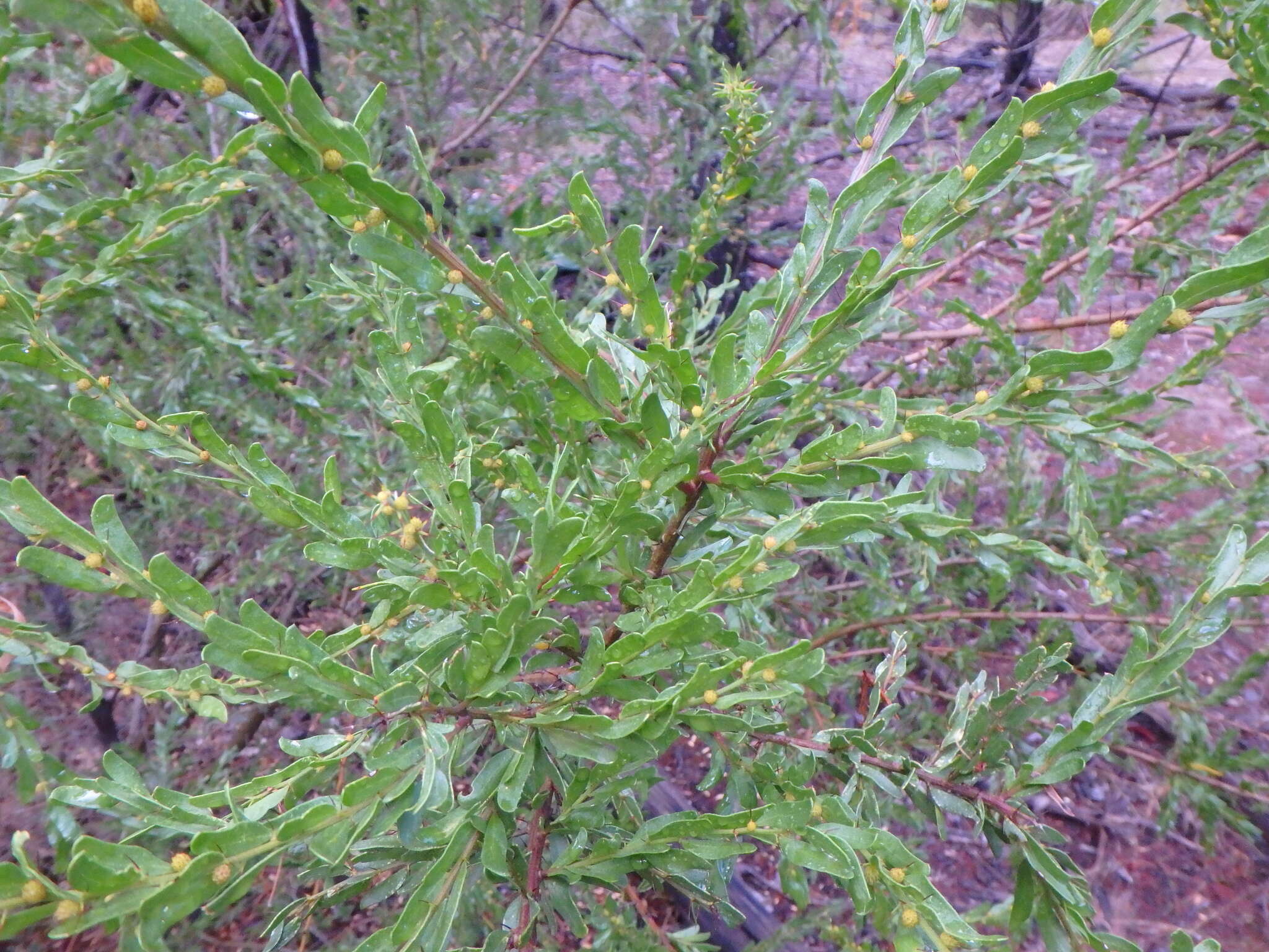 Imagem de Acacia tristis