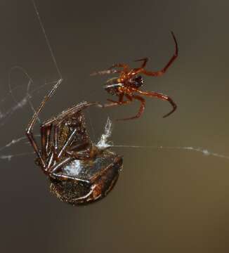 Image of Parasteatoda decorata (L. Koch 1867)