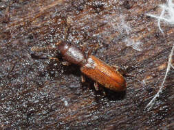 Image of Beetle