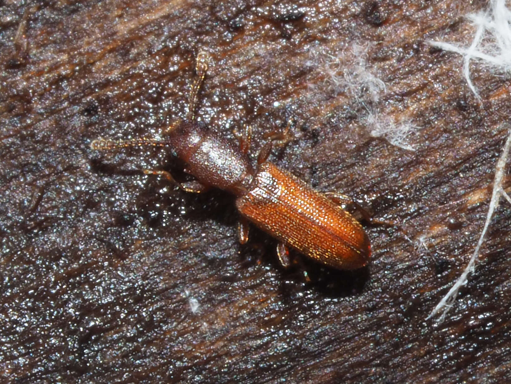 Image of Beetle