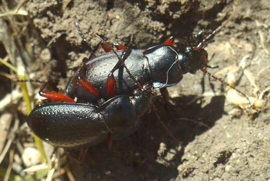 Image of Carabus (Trachycarabus) besseri Fischer von Waldheim 1820