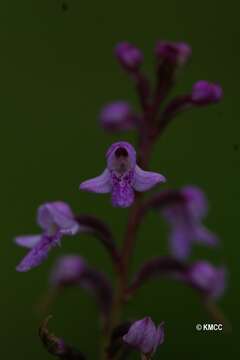 Image of Cynorkis graminea (Thouars) Schltr.