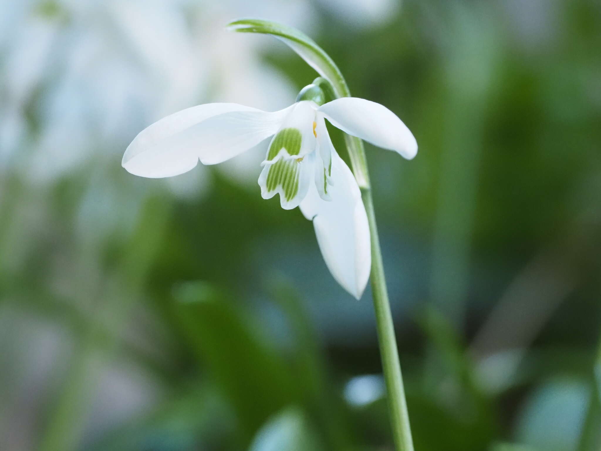 Image of Galanthus ikariae Baker