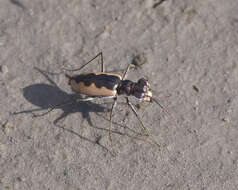 Image of White-cloaked Tiger Beetle