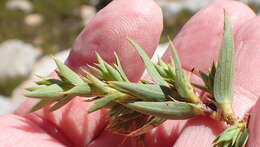 Image of Cliffortia ilicifolia var. cordifolia (Lam.) Harv.