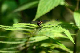 Image of Lyriothemis elegantissima Selys 1883