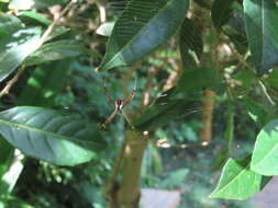 Image of Argiope perforata Schenkel 1963