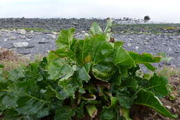 Image of common beet