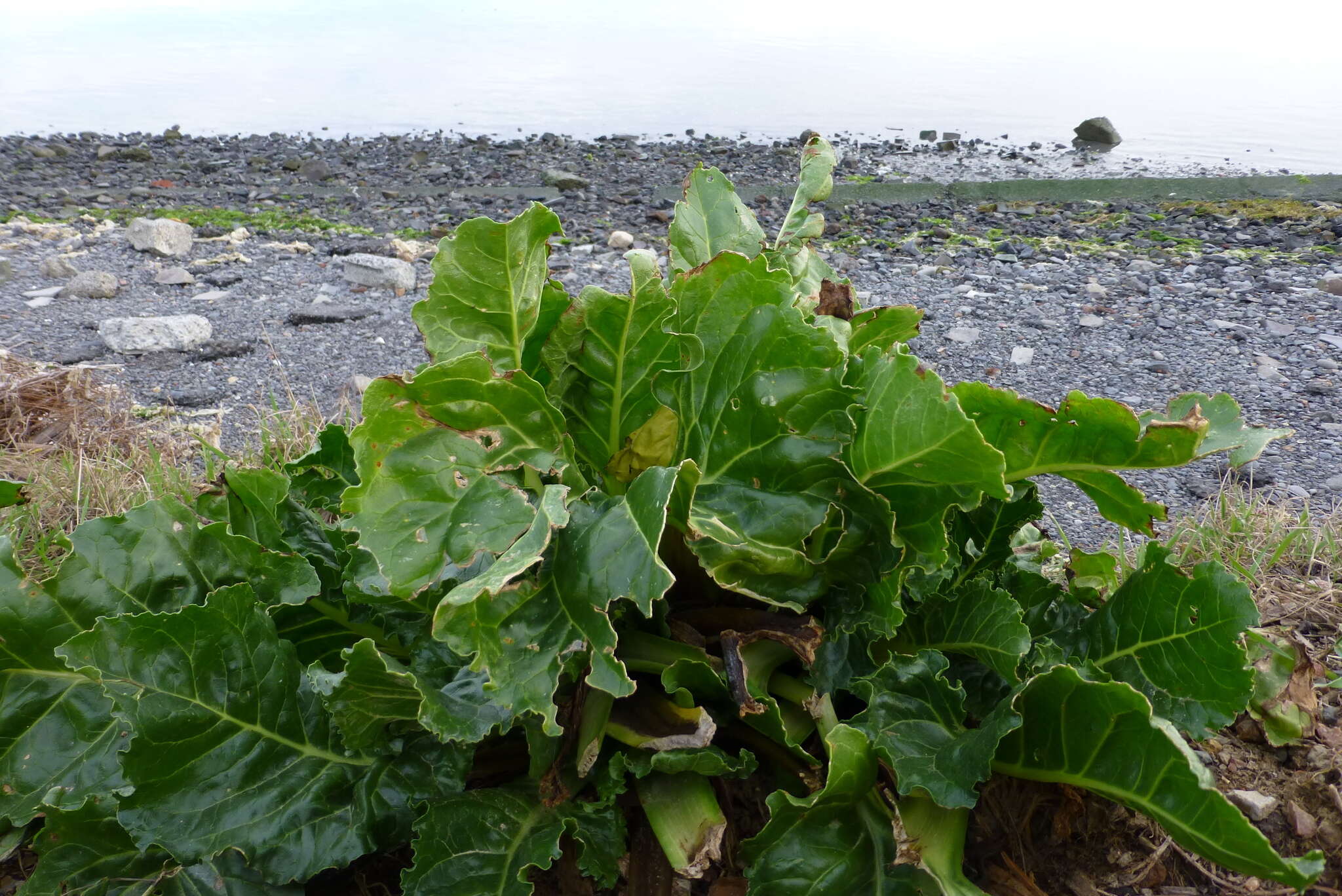 Image of common beet