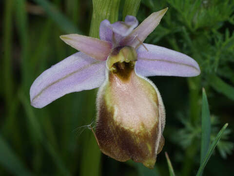 Image of Ophrys lycia Renz & Taubenheim