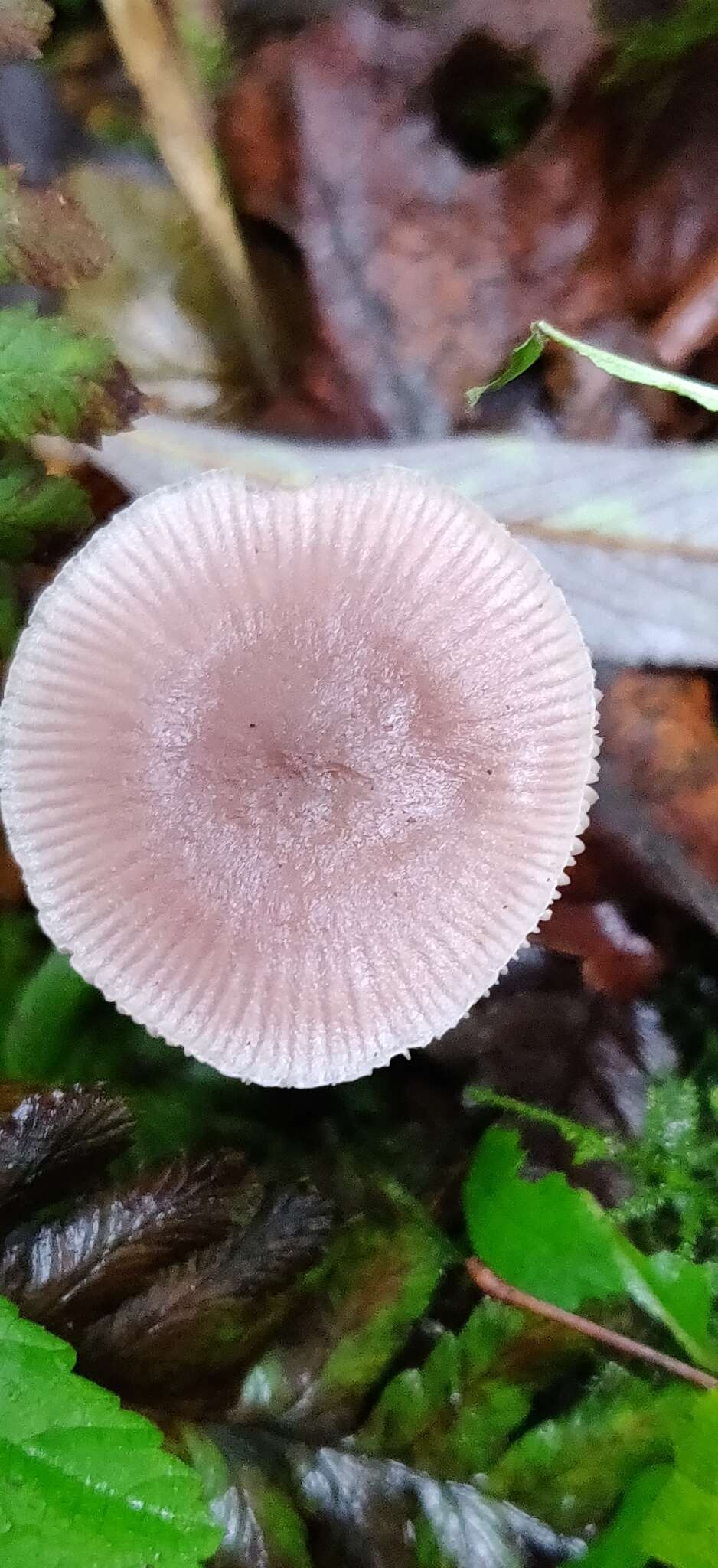 Image of Mycena rosea Gramberg 1912