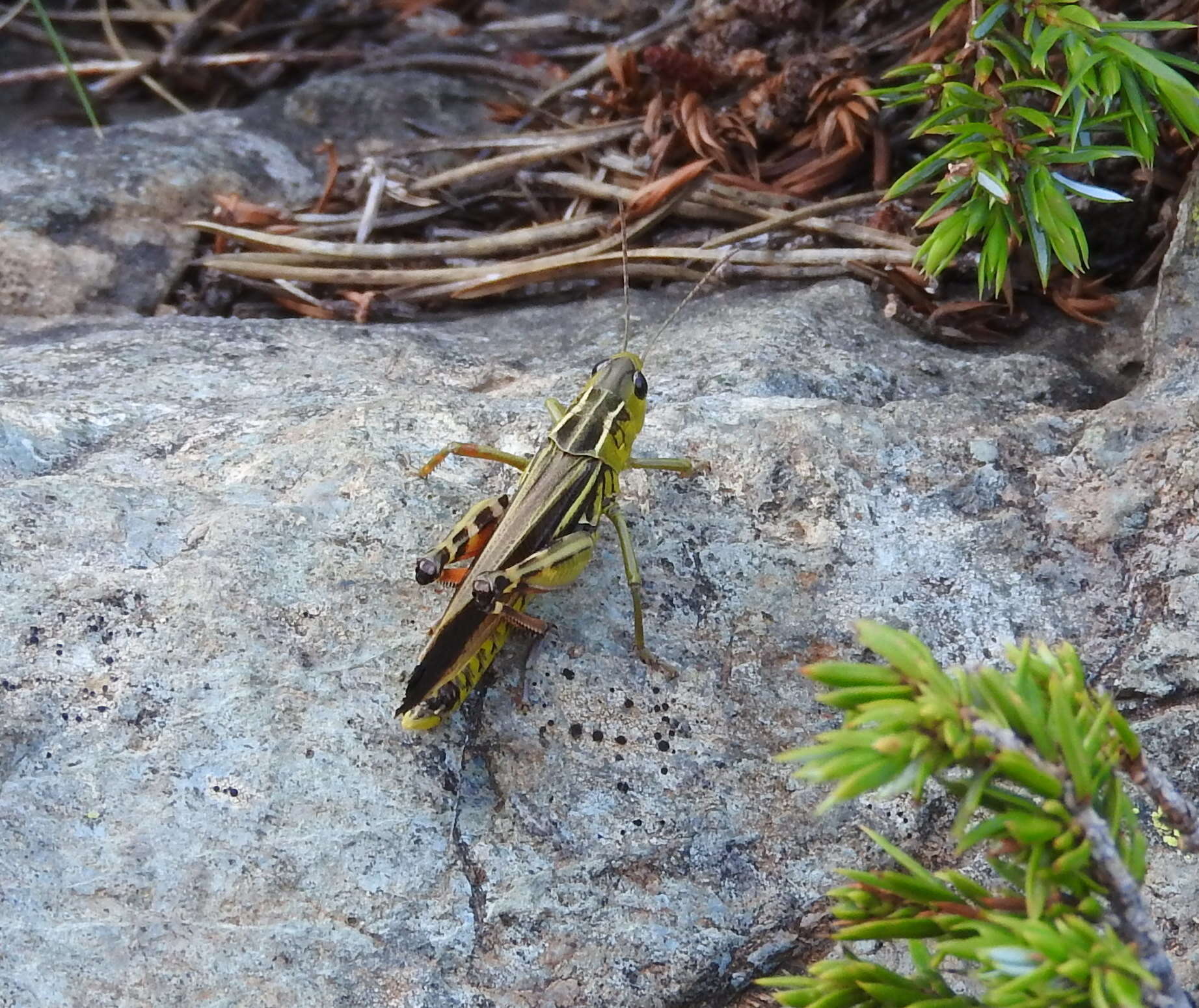 Image of Arcyptera (Arcyptera) fusca (Pallas 1773)