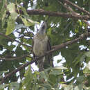 Image of Plain Friarbird