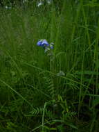 Слика од Polemonium acutiflorum Willd. ex Roem. & Schult.