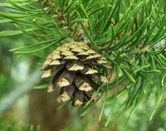 Image of Pinus contorta var. latifolia Engelm.