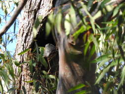 Image of owlet-nightjars