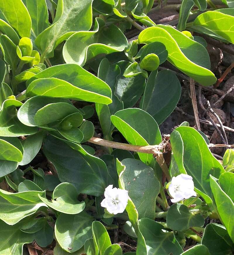 Image of oval-leaf clustervine