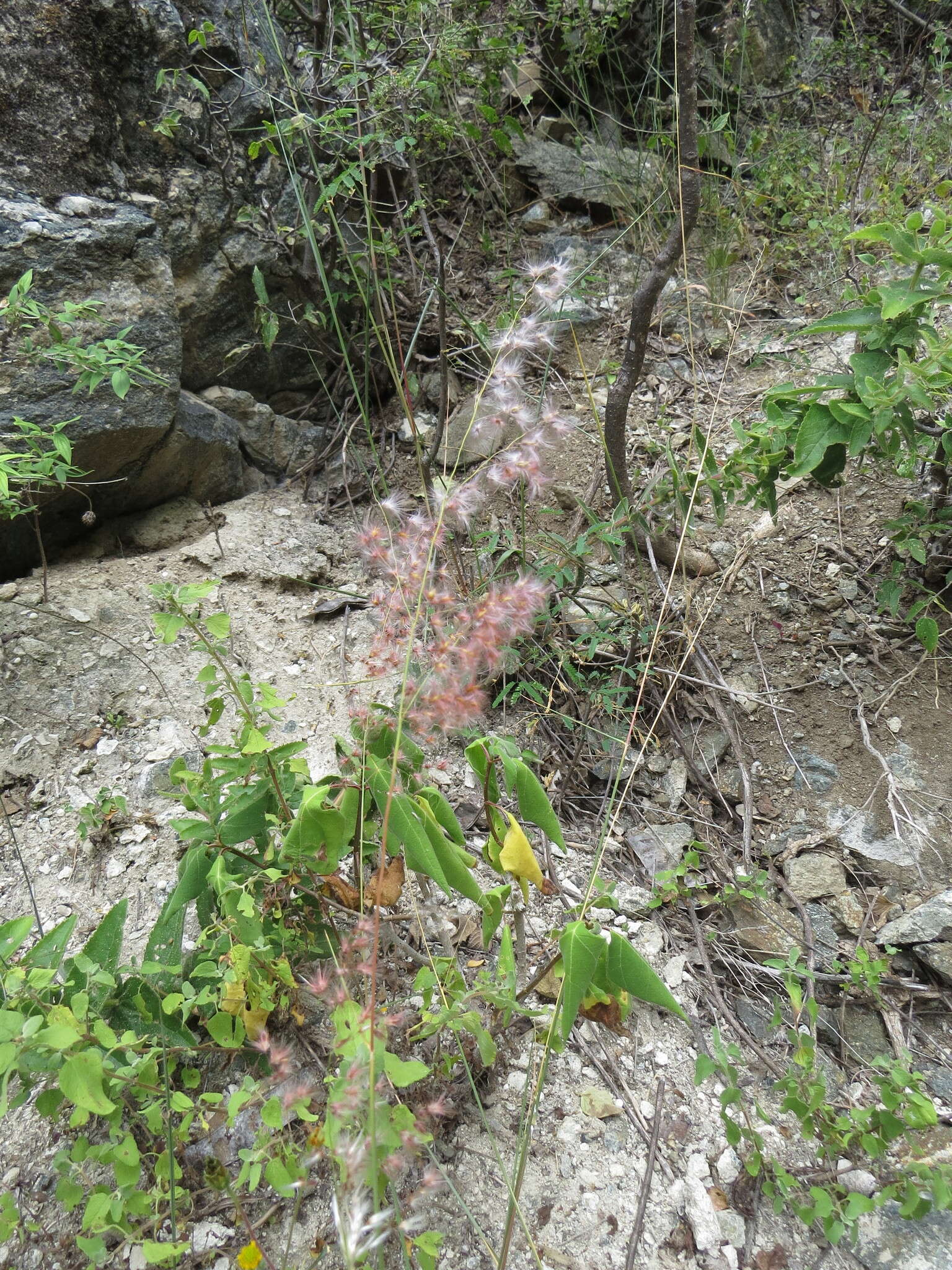 Image of Creeping Molasses Grass