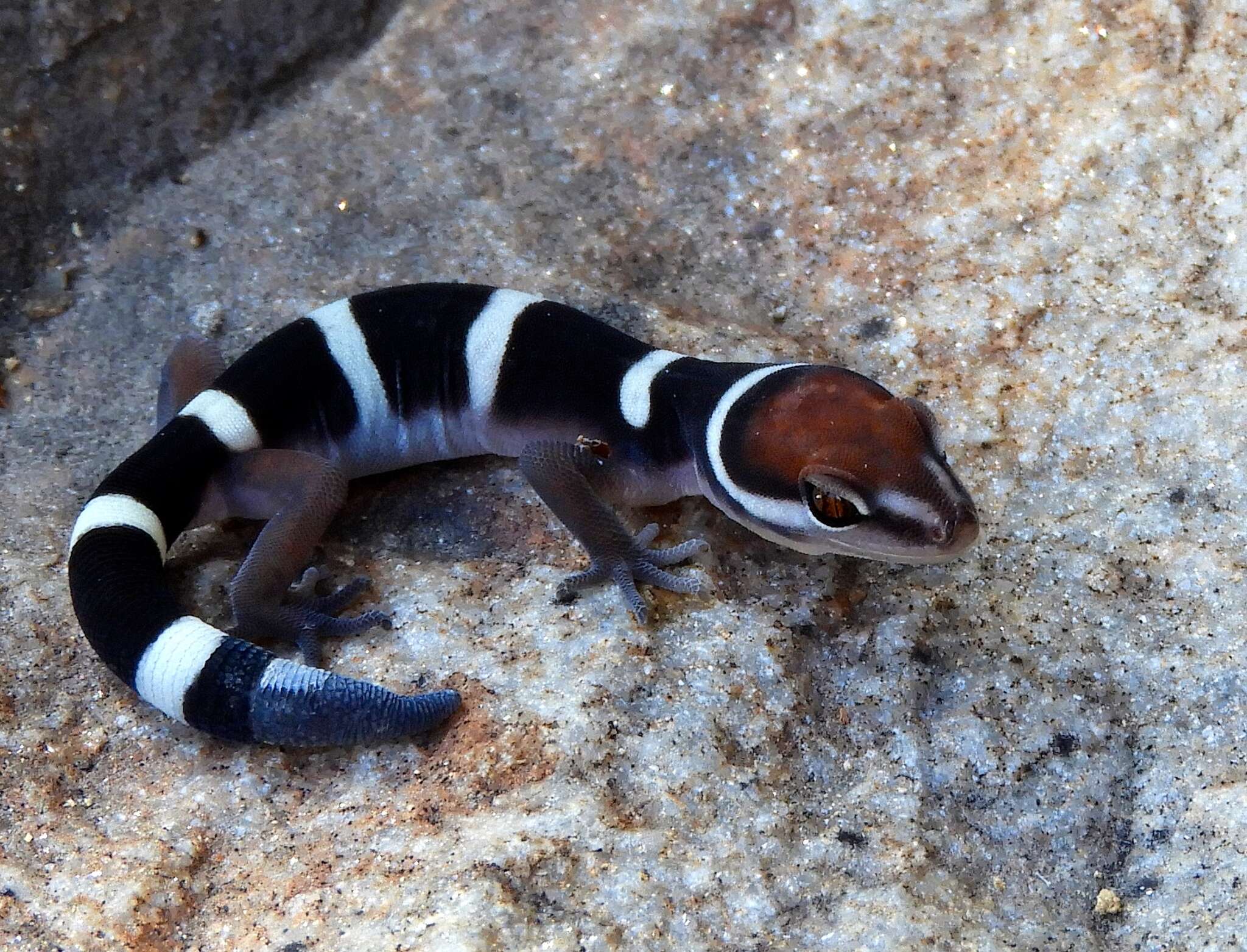 Plancia ëd Coleonyx fasciatus (Boulenger 1885)