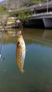 Image of Oriental trumpeter whiting