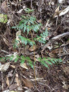 Image of Pteridium esculentum (G. Forst.) Nakai