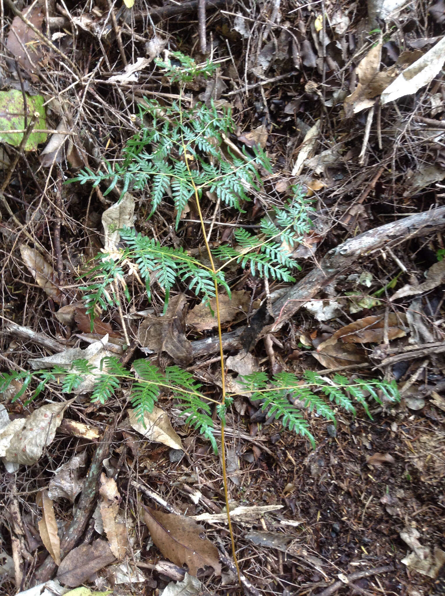 Image of Pteridium esculentum (G. Forst.) Nakai