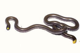 Image of Black Blind Snake