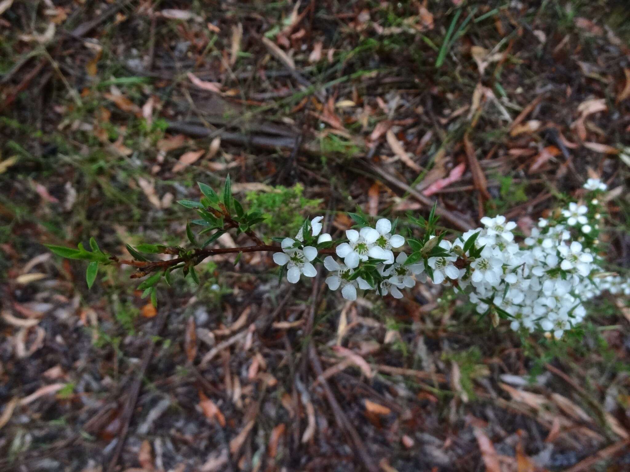 Image of Leptospermum continentale J. Thompson