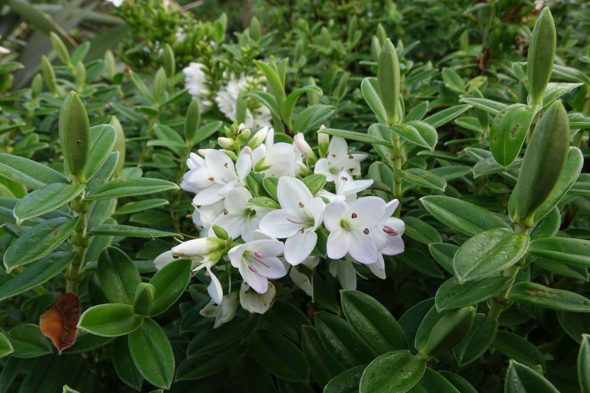 Image of Veronica elliptica G. Forster