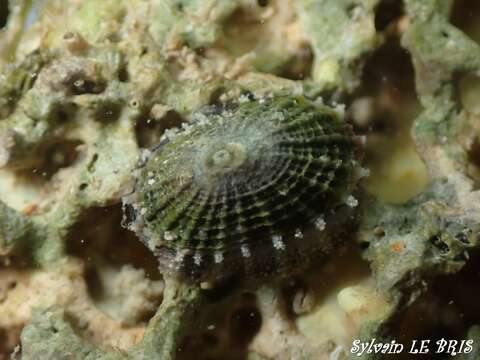 Image of Common Keyhole Limpet