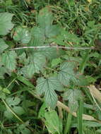 Imagem de Rubus microphyllus L. fil.