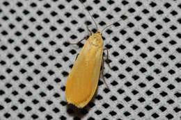 Image of orange footman