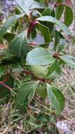 Image of Viburnum propinquum Hemsl.