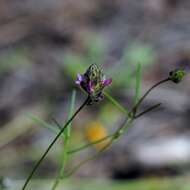 Plancia ëd Dalea filiformis A. Gray