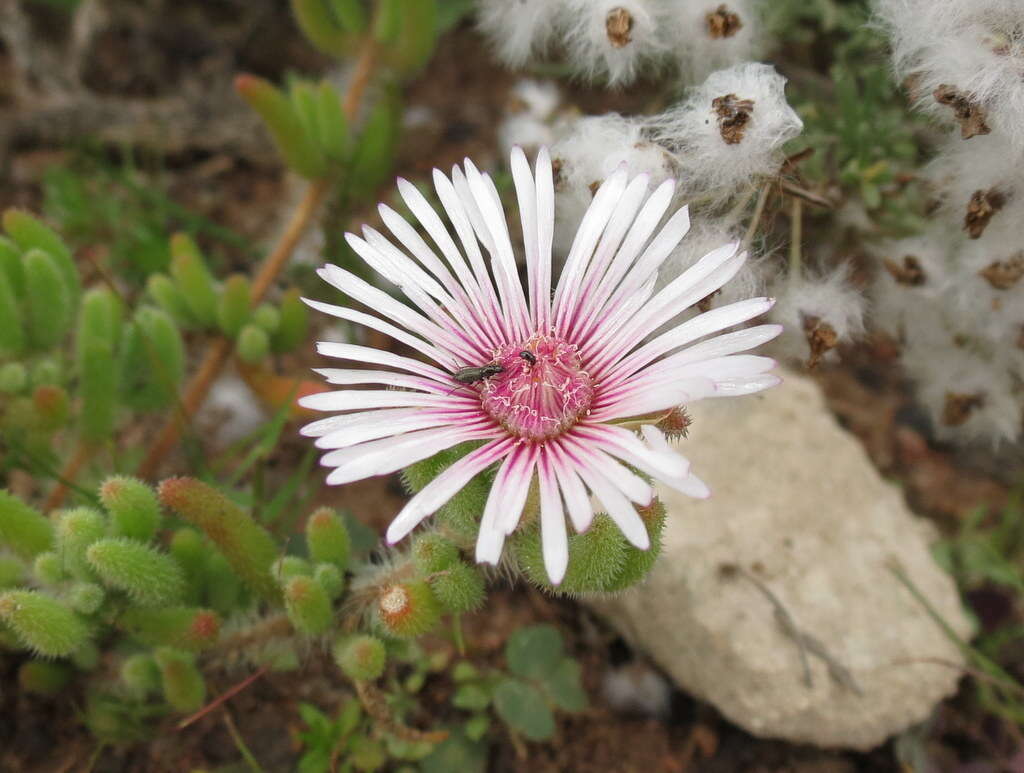 Imagem de Drosanthemum hispifolium (Haw.) Schwant.